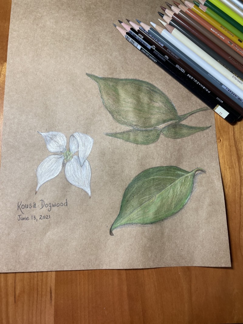 kousa-dogwood-june-2021