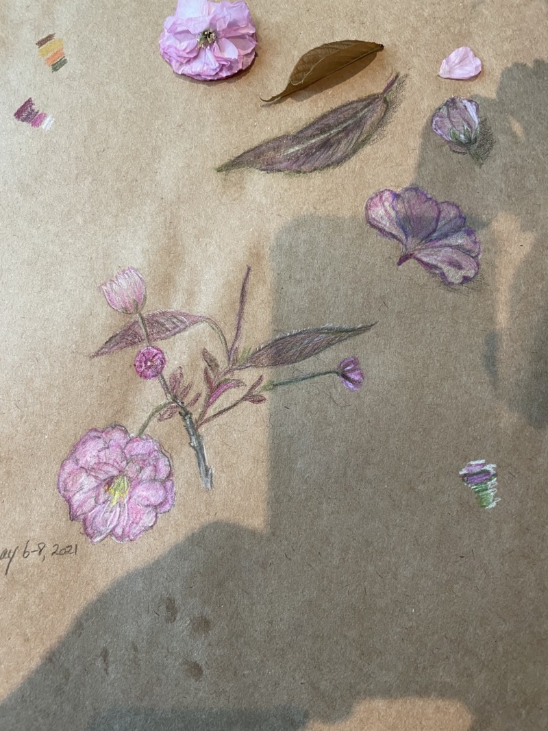 cherry-blossoms-maybe