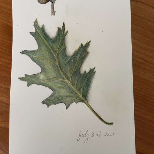 Baby acorn and oak leaf July 2021
