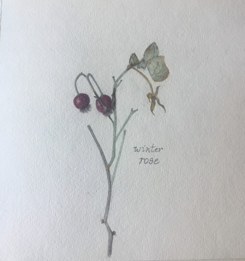 winter-rose-revised
