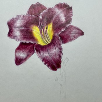 daylily-2
