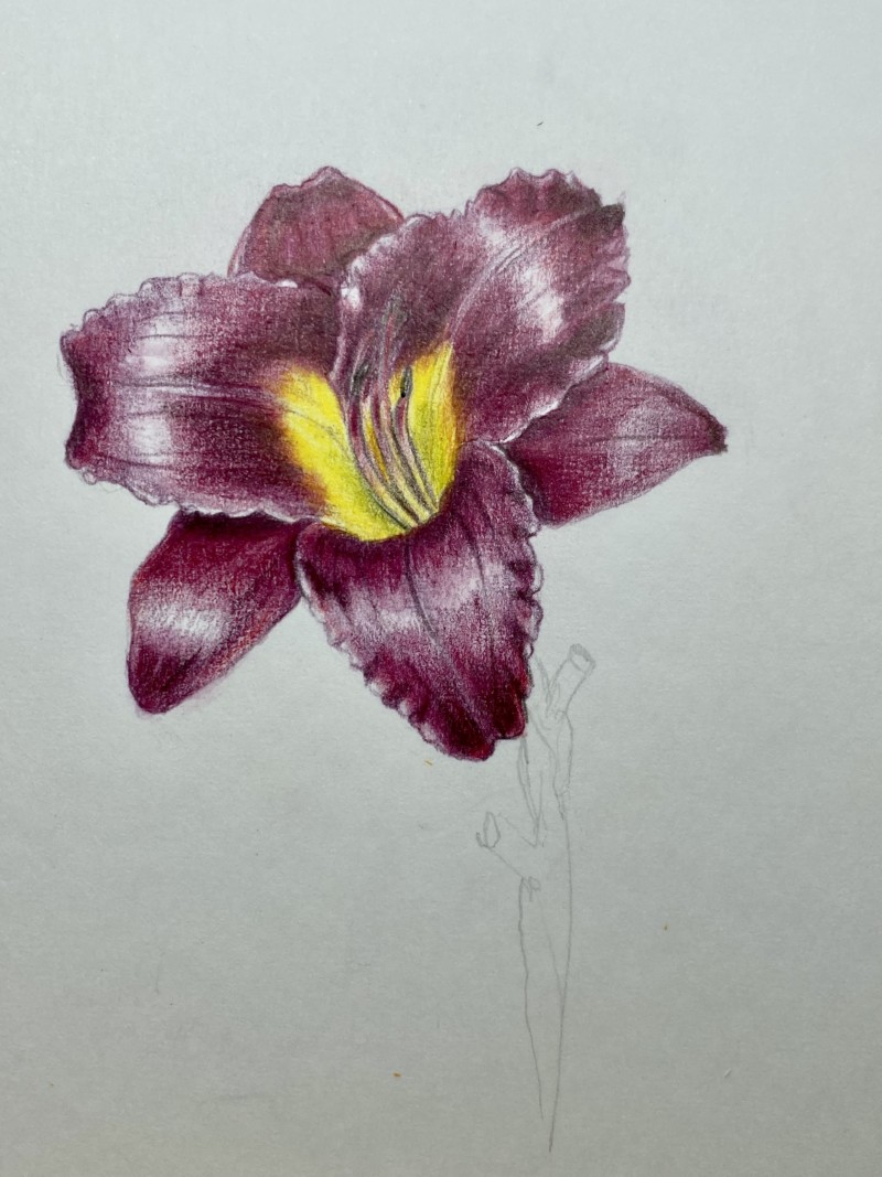 daylily-2