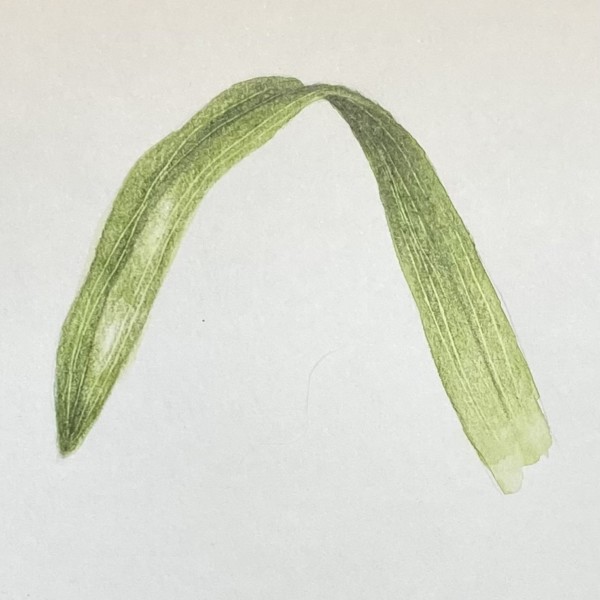 Leaf