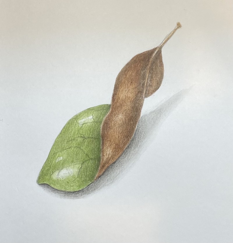 leaf-ii