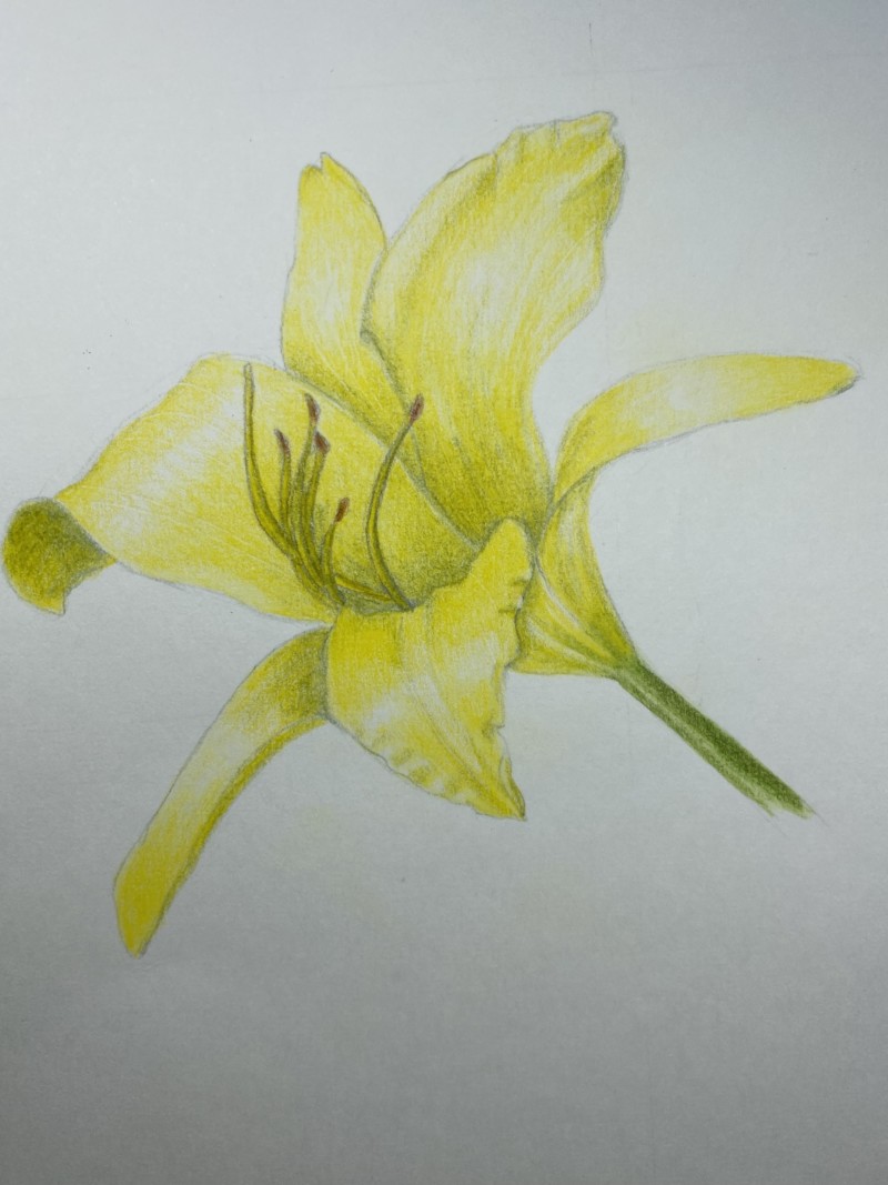 yellow-daylily