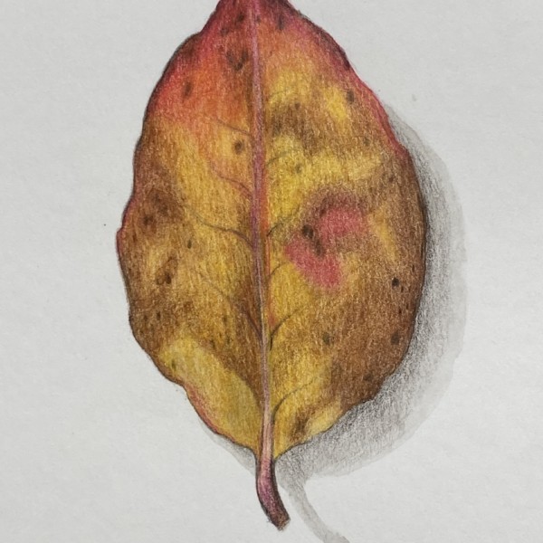 more leaves