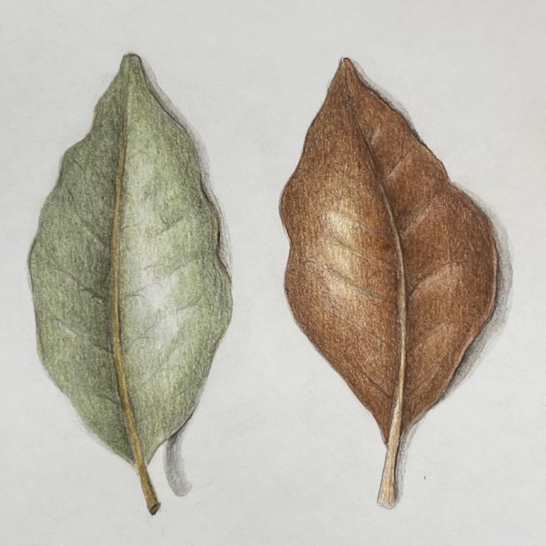 more leaves II