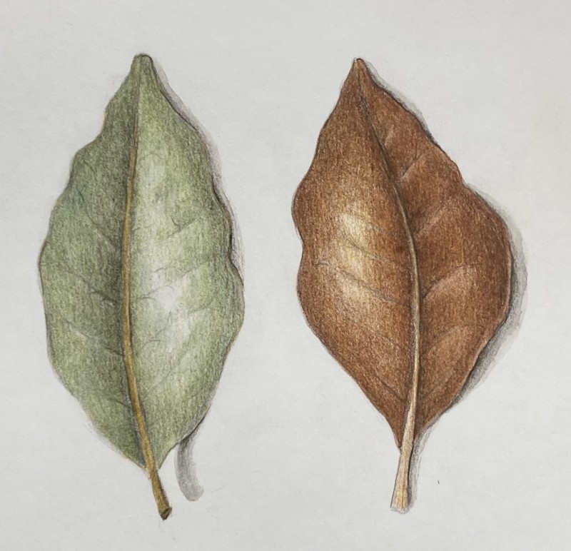 more-leaves-ii
