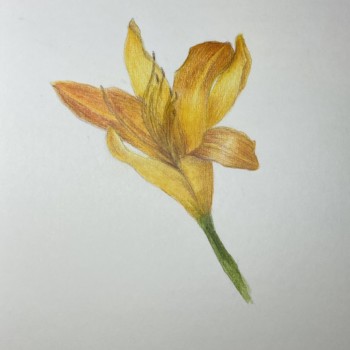 orange-lily