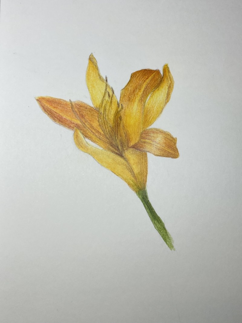 orange-lily