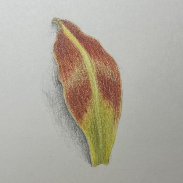 petal