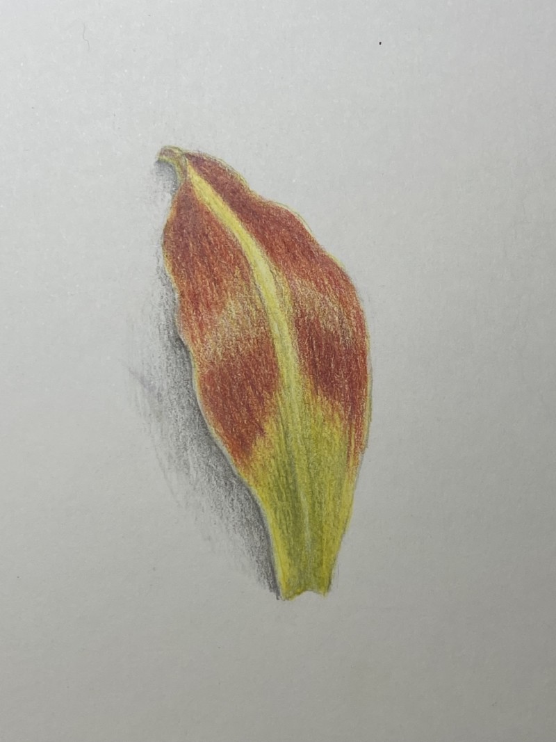 petal-3