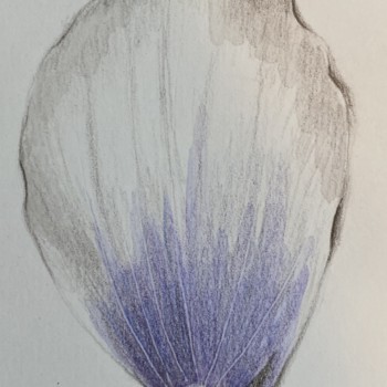 petal-2