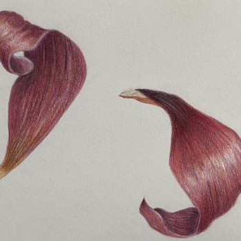petals-2