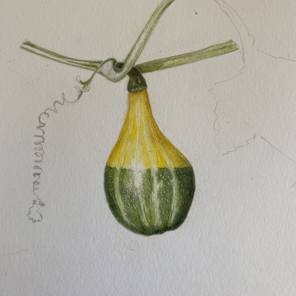 Gourd, progressing