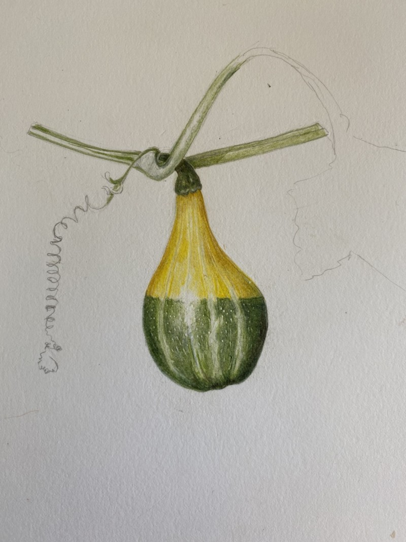 gourd-progressing