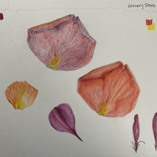 petal practice sketches