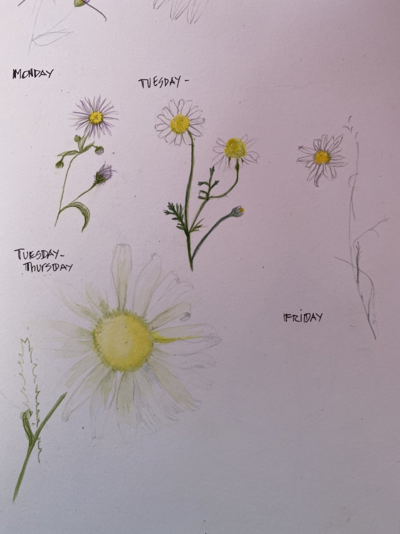 unfinished-l-to-r-flea-bane-german-chamomile-roman-chamomile-below-shasta-daisy