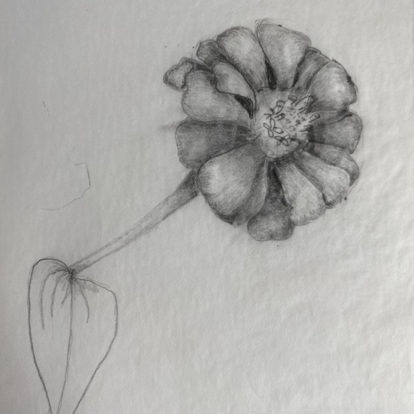 Zinnia, lead on tracing paper. Hollengold Farm, Sept 2021