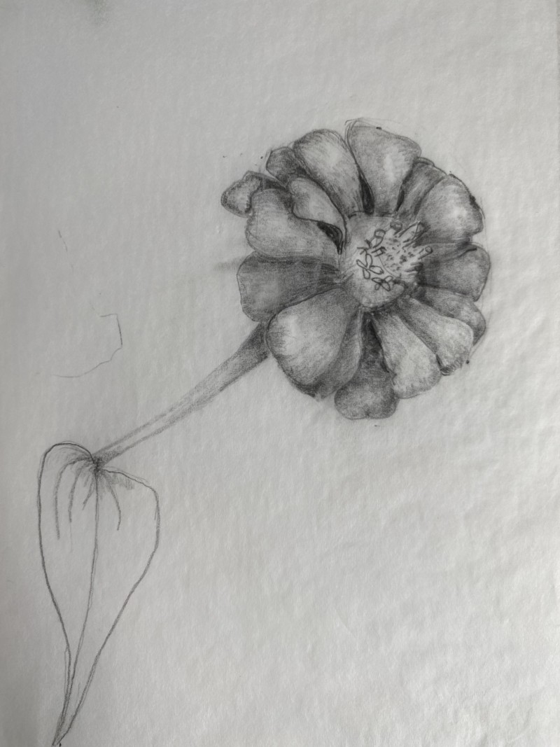 zinnia-lead-on-tracing-paper-hollengold-farm-sept-2021