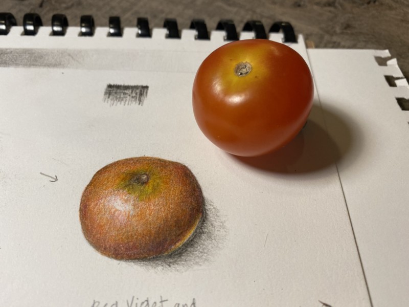 tomato-with-color-stage-2
