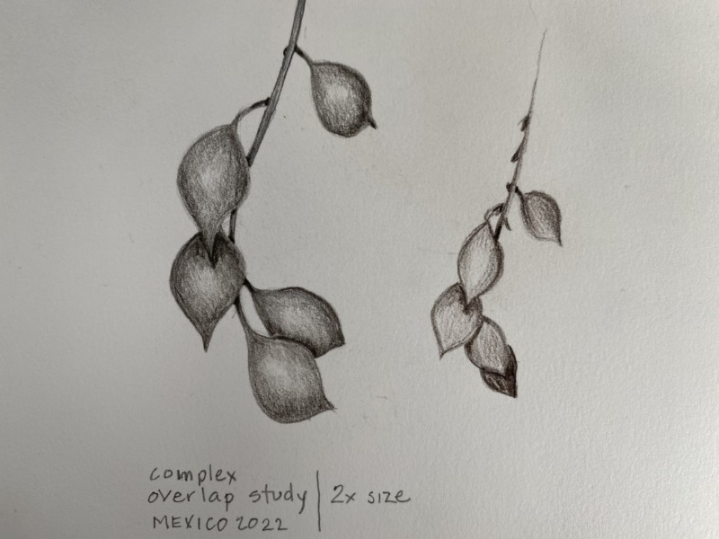 lesson-21-complex-overlaps-unknown-fruits