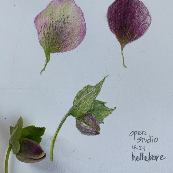 hellebore petals