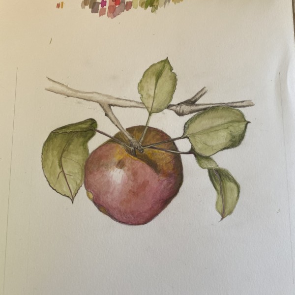 Apple, progressing with watercolor