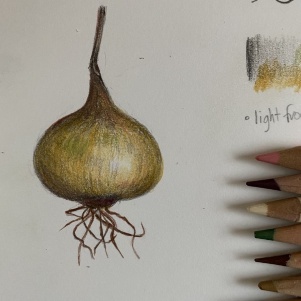 lesson 20 Roots: baby yellow onion