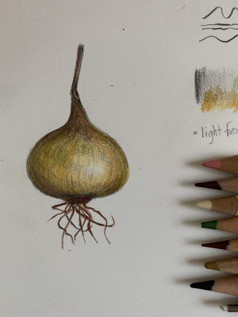 lesson-20-roots-baby-yellow-onion