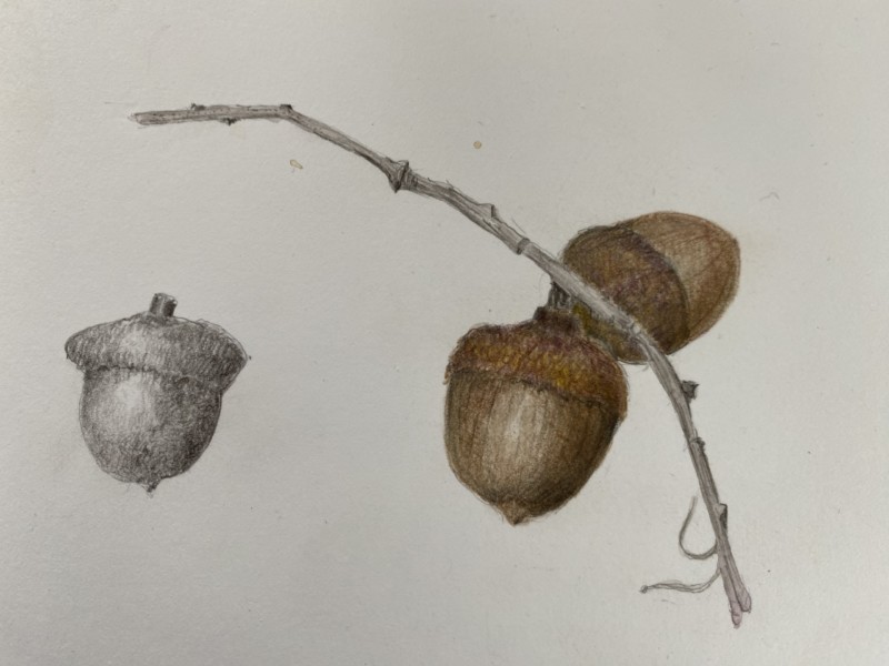 practice-acorn-sketch