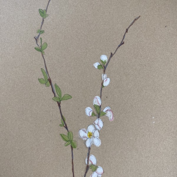 Quince Branch, sketch
