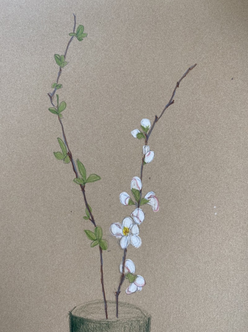 quince-branch-sketch