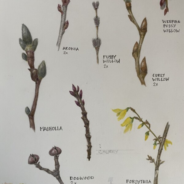 winter bud assortment