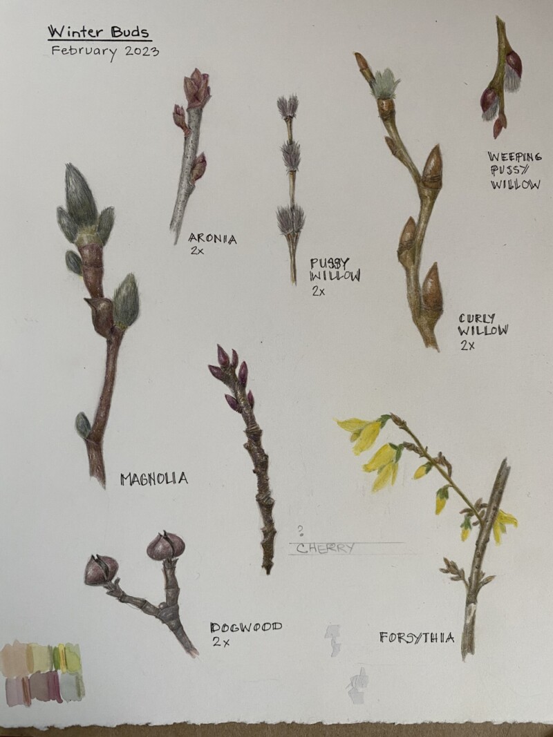 winter-bud-assortment