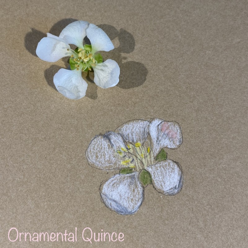 ornamental-quince-detail-sketch