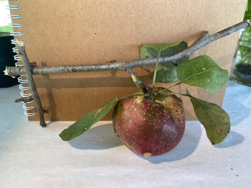 apple-hollinate-farm