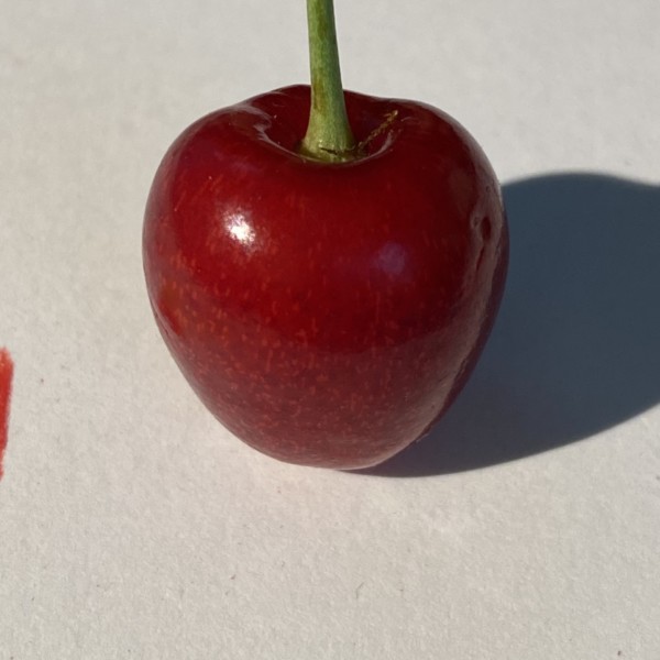 Actual bing cherry