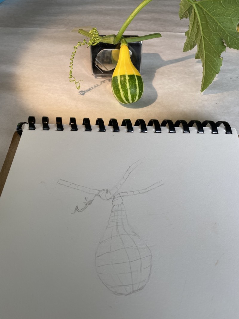 gourd-at-hollengold-farm