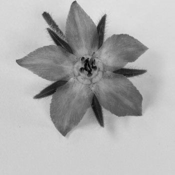 bw-borage-photo