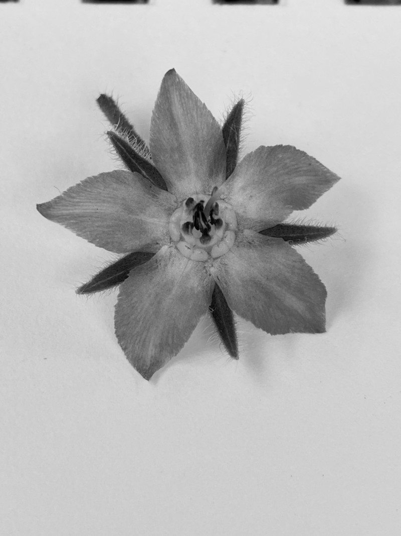 bw-borage-photo