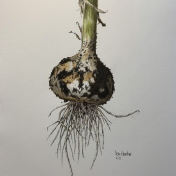 stiff-neck-garlic