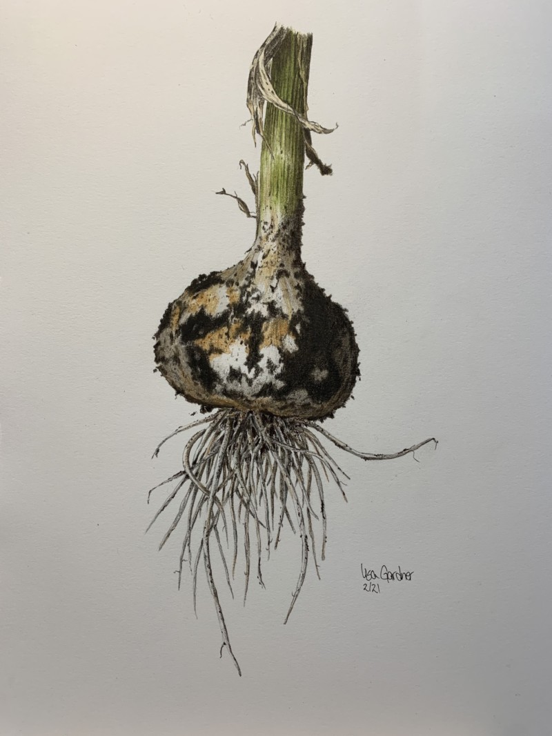 stiff-neck-garlic