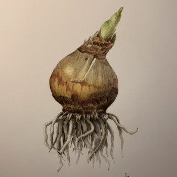 paper-white-bulb-from-roots-class