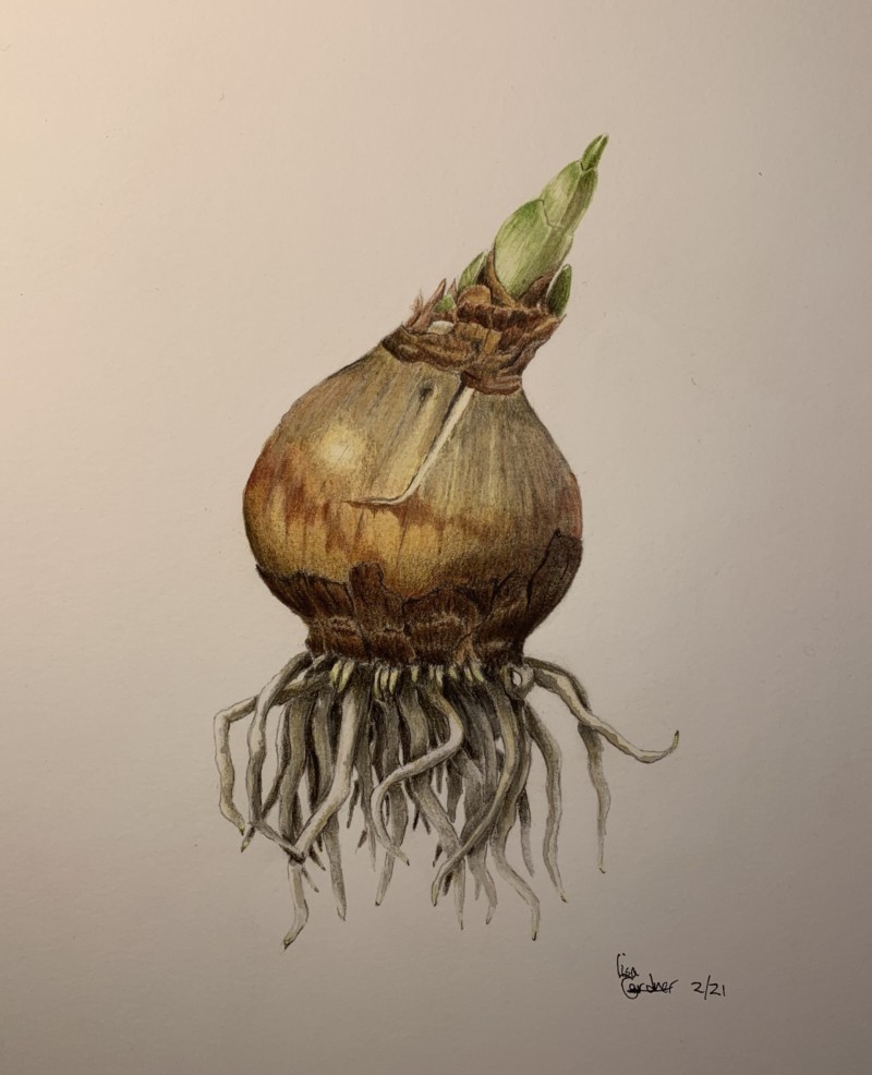 paper-white-bulb-from-roots-class