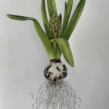 hyacinthus