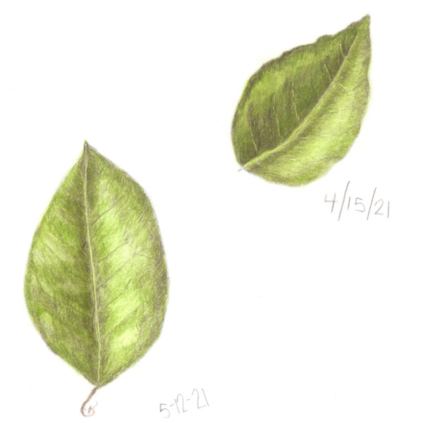 Leaves