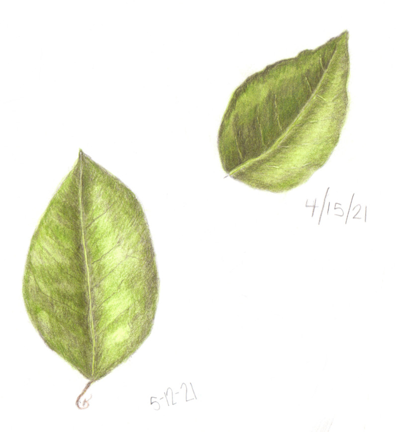 leaves-11
