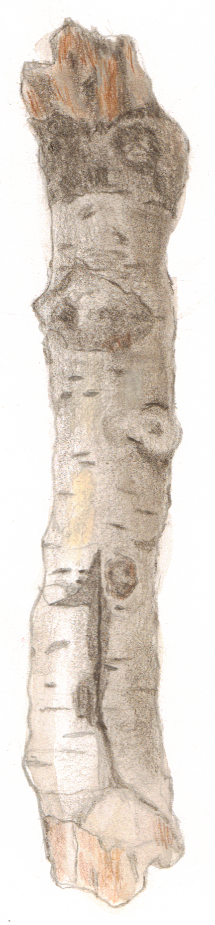 branch-13