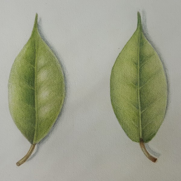 Leaf front and back
